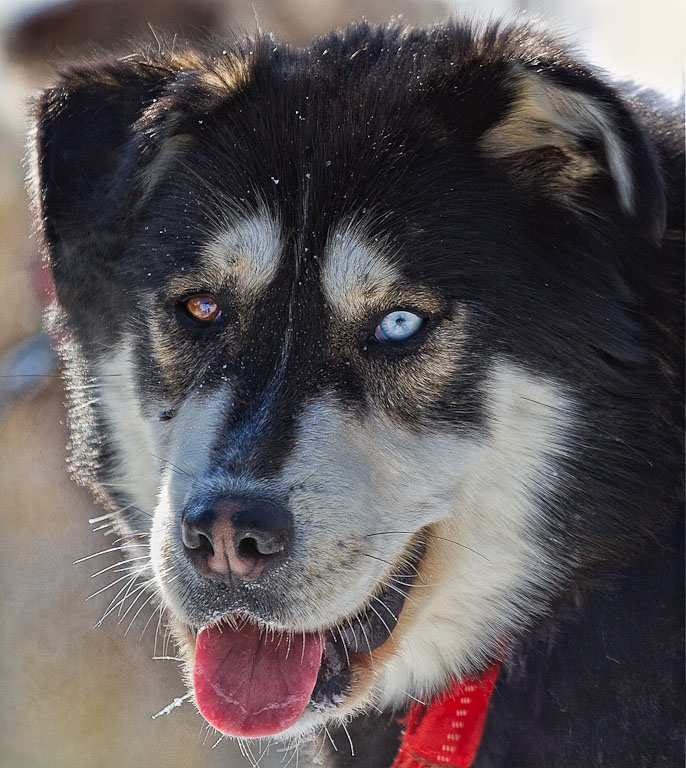 Husky with brown and blue eyes
